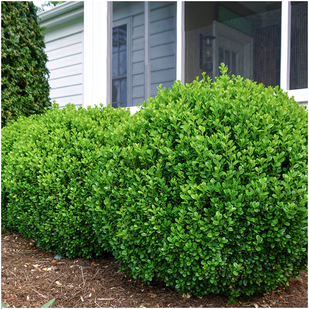 "Buxus NewGen Freedom 6-Pack – Winterharde Groenblijvende Struiken 6 x Ø7 cm - ↕15 cm | Compacte Buxus"