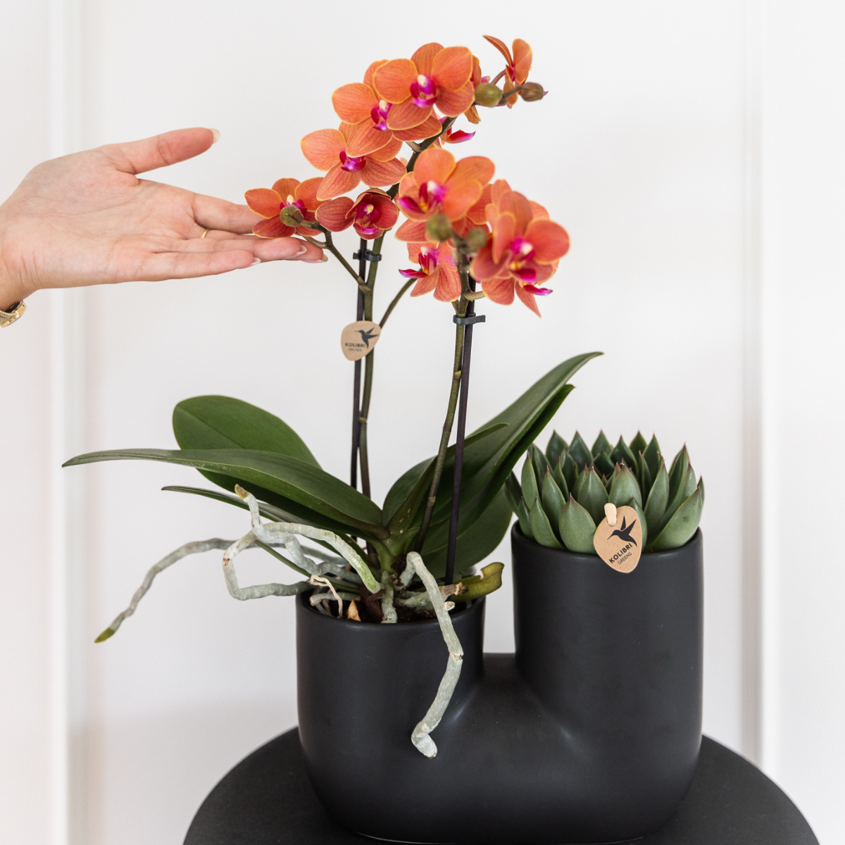 Kolibri Orchids | COMBI DEAL of 4 orange Phalaenopsis orchids - Bolzano - pot size Ø9cm | flowering houseplant - fresh from the grower