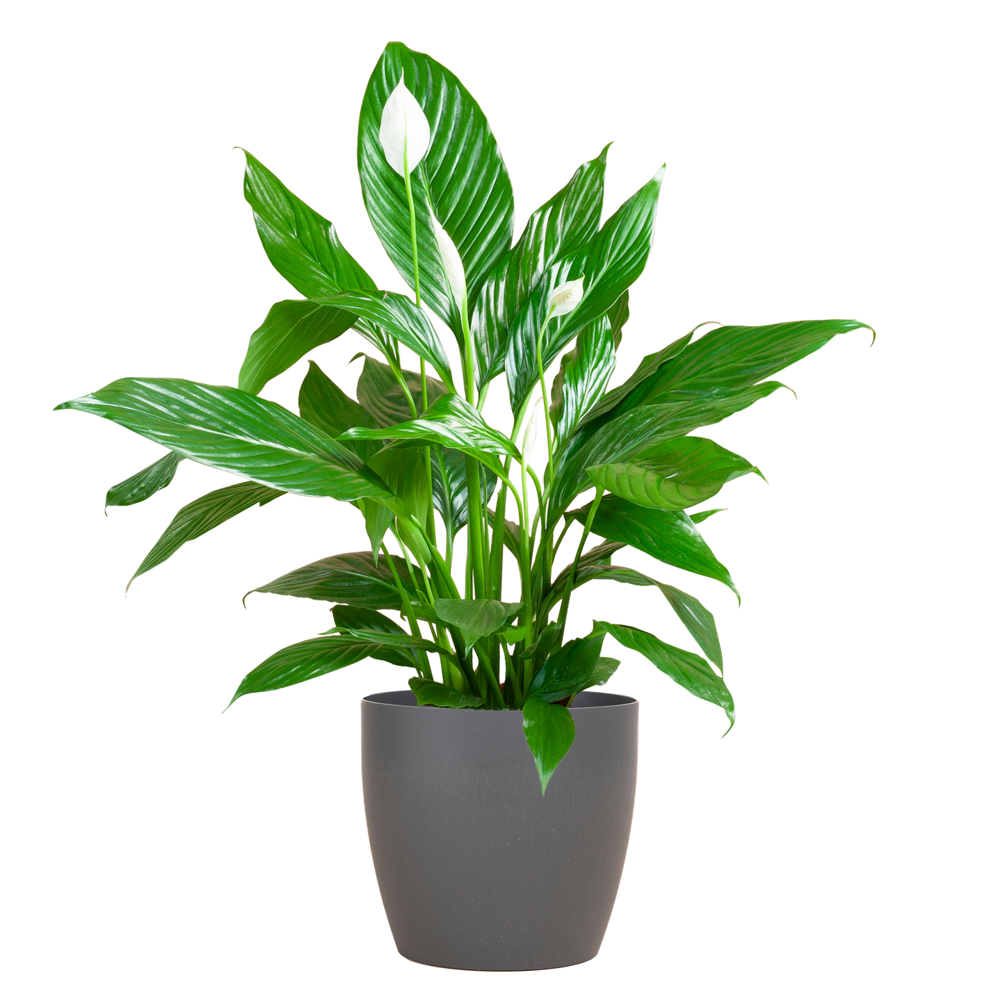 Spathiphyllum with Viber grey - 80cm - Ø21