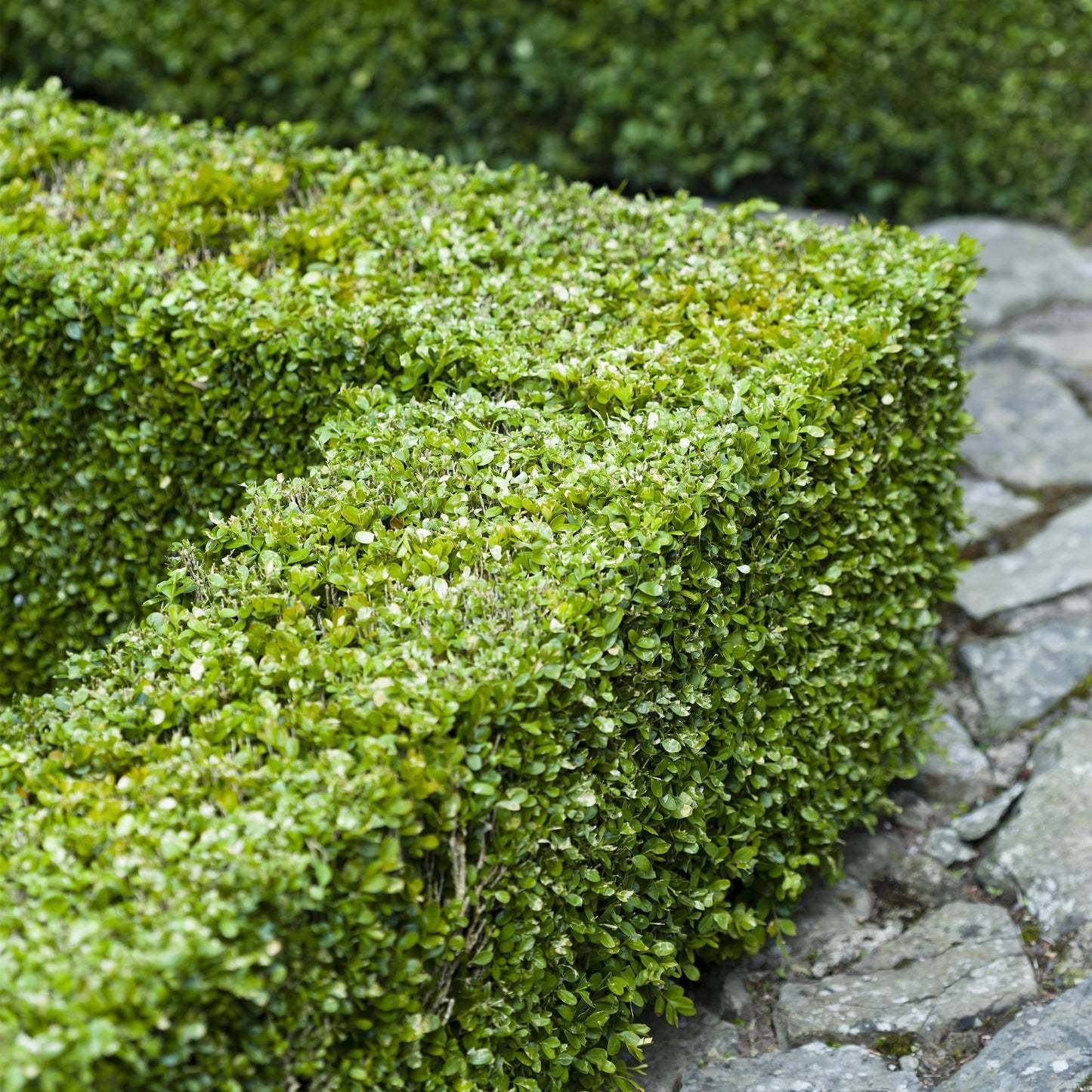 Green boutiQ - Hedge plants - Buxus sempervirens - green leaf - 8 plants - 1 linear meter - evergreen - pot 9cm height 20-25cm