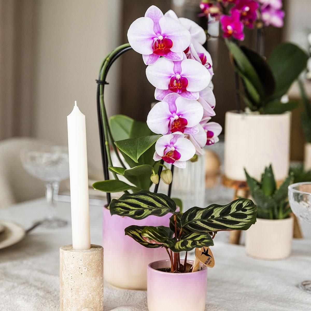 Hummingbird Home | Gradience decorative pot - Purple - Ø9cm