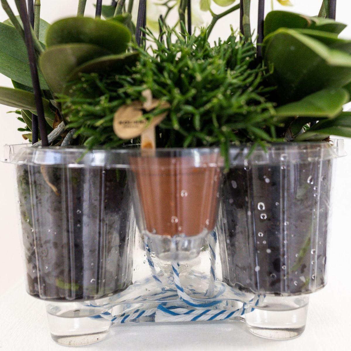 Kolibri Orchids | white orchid set in Honey dish incl. water reservoir | three white orchids Ghent 12cm | Mono Bouquet white with self-sufficient water reservoir