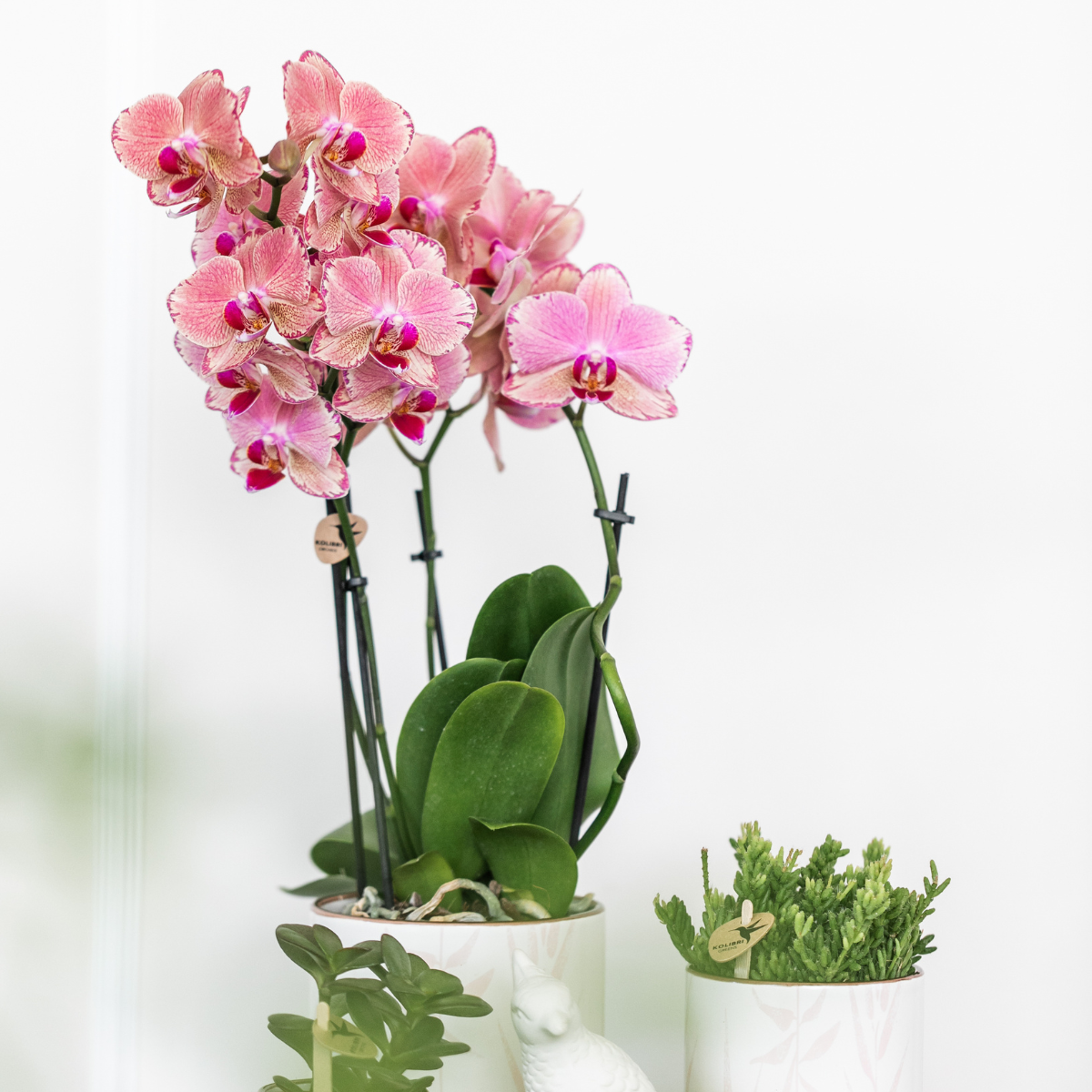 Kolibri Orchids I COMBI DEAL of 2 Phalaenopsis orchids - Pirate Picotee - pot size Ø12cm | flowering houseplant - fresh from the grower