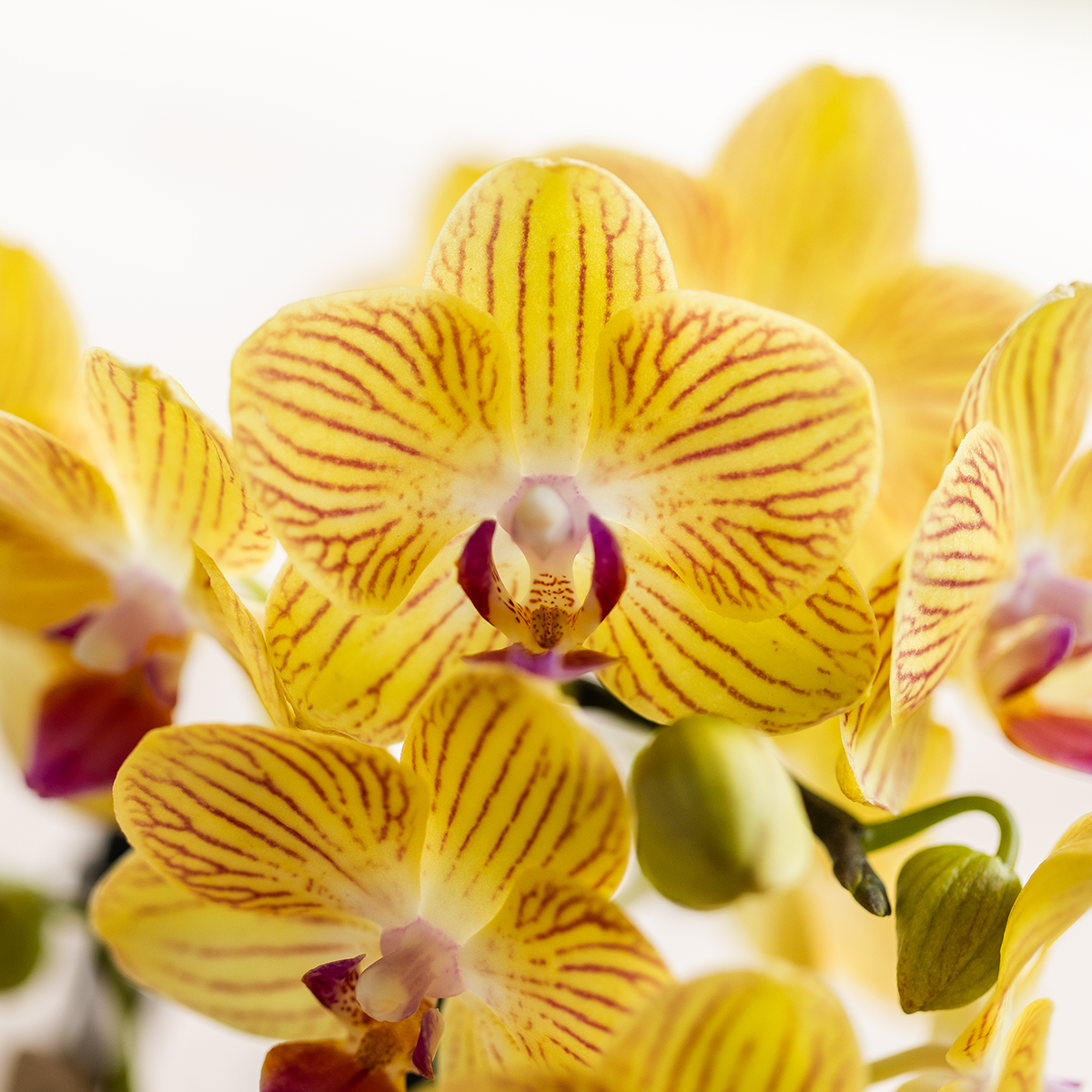 Gele Phalaenopsis orchidee - Lima - potmaat Ø9cm