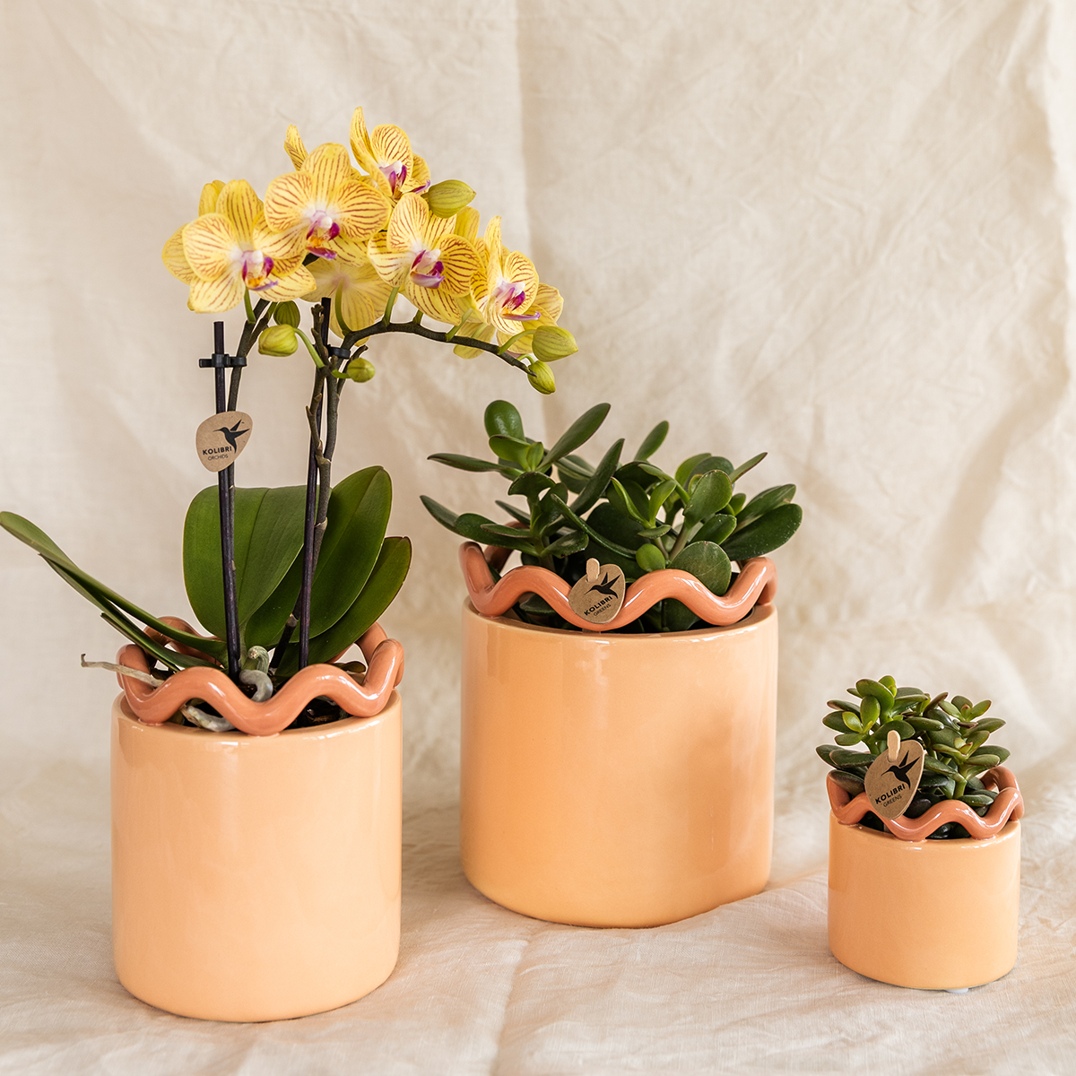 Gele Phalaenopsis orchidee - Lima - potmaat Ø9cm