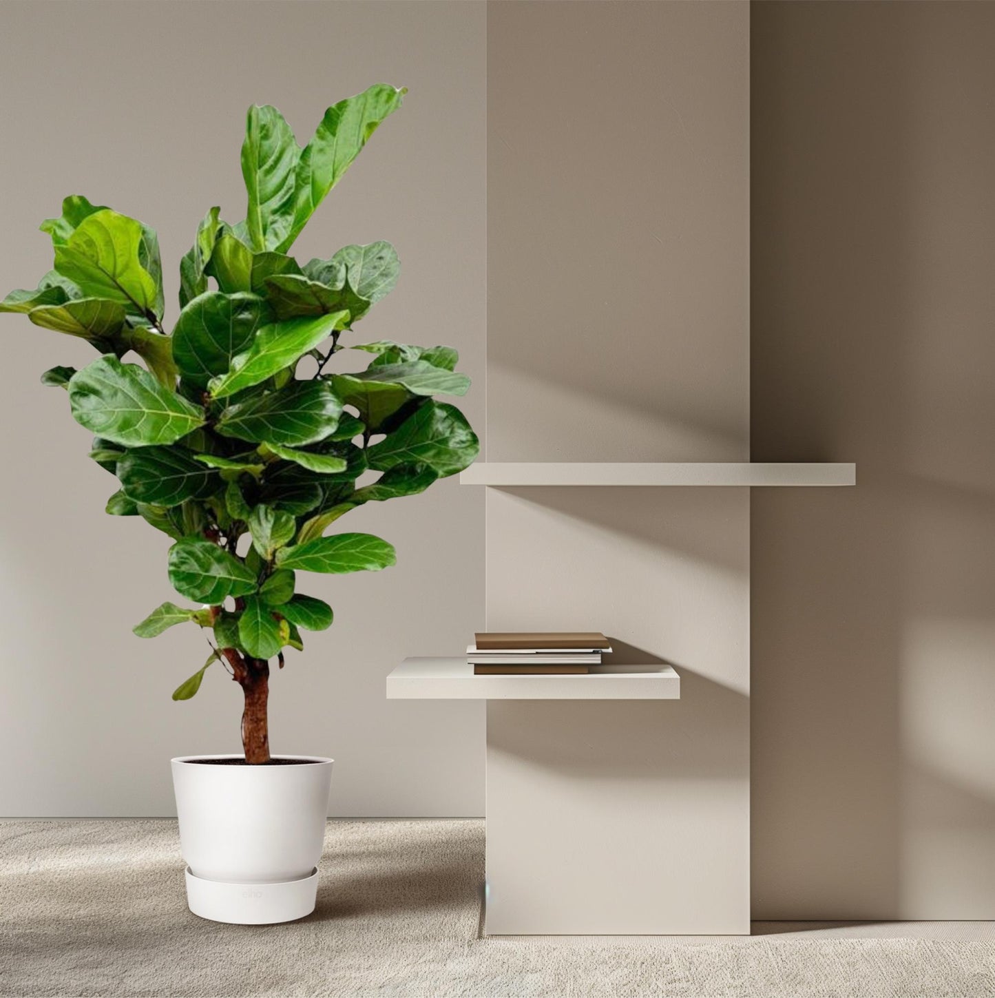 Ficus Lyrata branched - 150cm - ø24