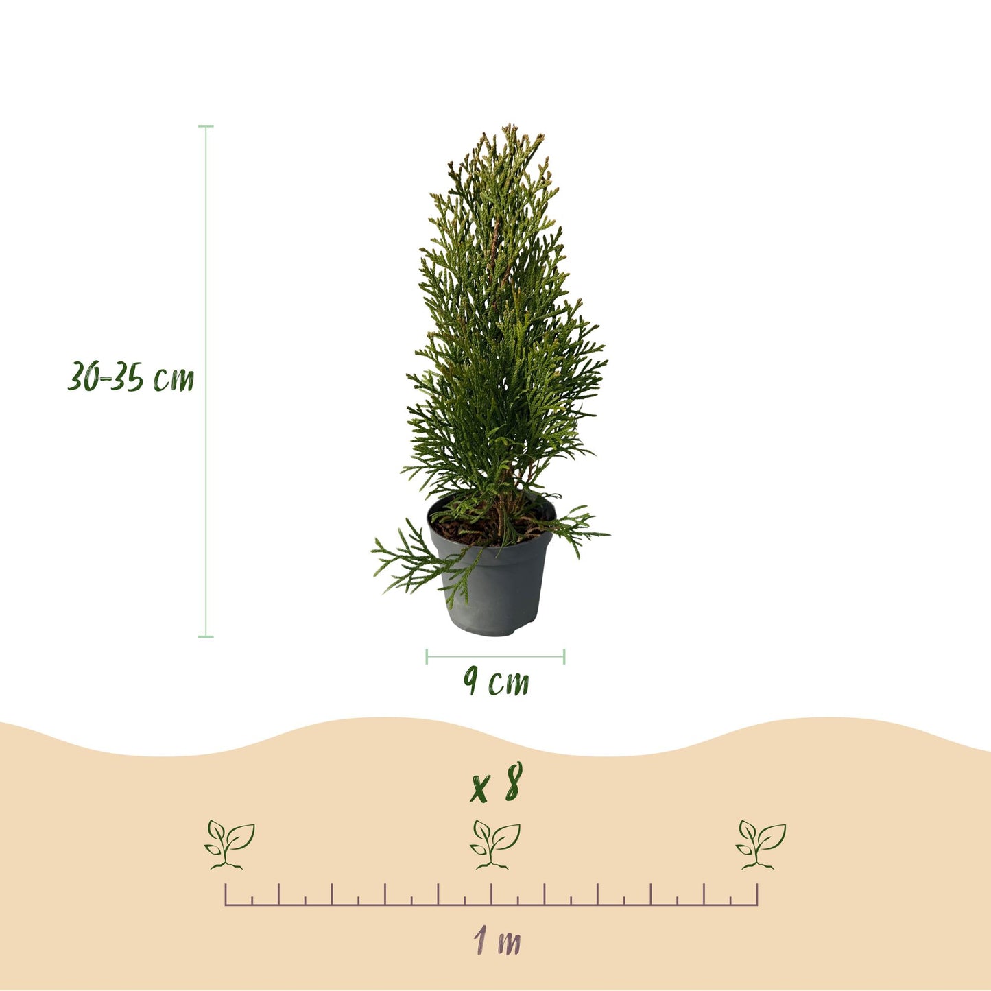 Green boutiQ - Hedge plants - Thuja occidentalis Smaragd - leaf green - 8 plants - 1 linear meter - evergreen - pot 9cm height 30-35cm