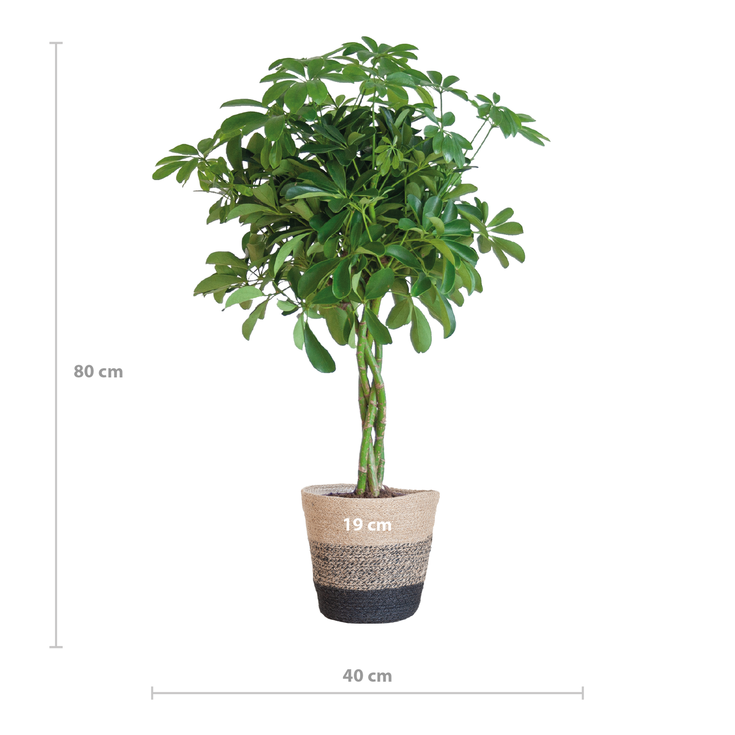 Schefflera Arab Nora with Basket Lisbon black - 70cm - Ø21