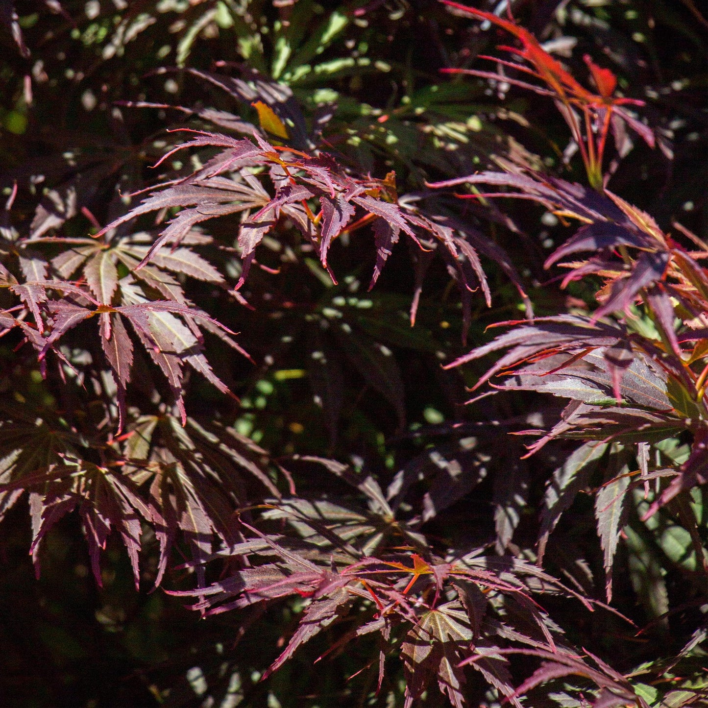 Green boutiQ - Terrace plant - Japanese Maple - Acer palmatum Trompenburg - Dark Purple - 1 Plant - Deciduous - Pot 19cm Height 70cm