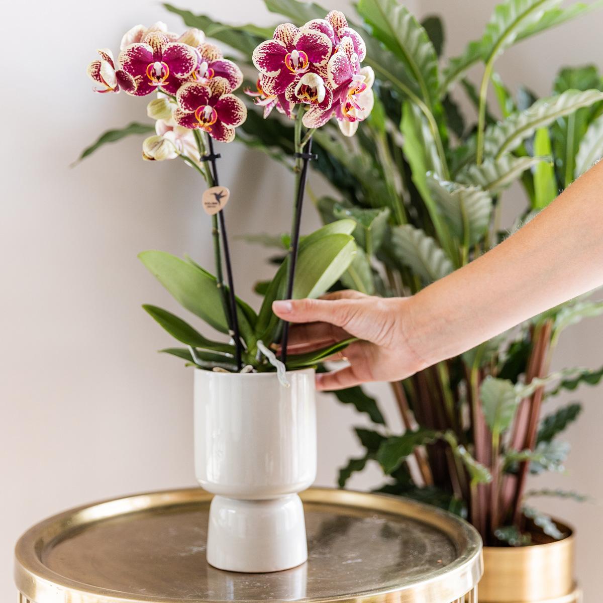 Surprise box single-colored - plant advantage box - surprise box with 4 different orchids ø9cm