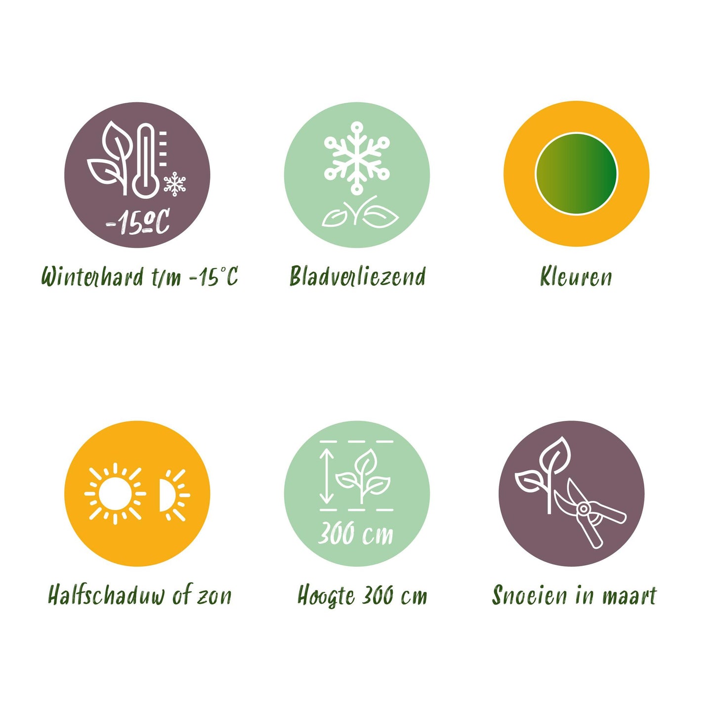 Green boutiQ - Terrace plant - Japanese Maple - Acer palmatum Emerald Lace - Green - 1 Plant - Deciduous - Pot 19cm Height 70cm