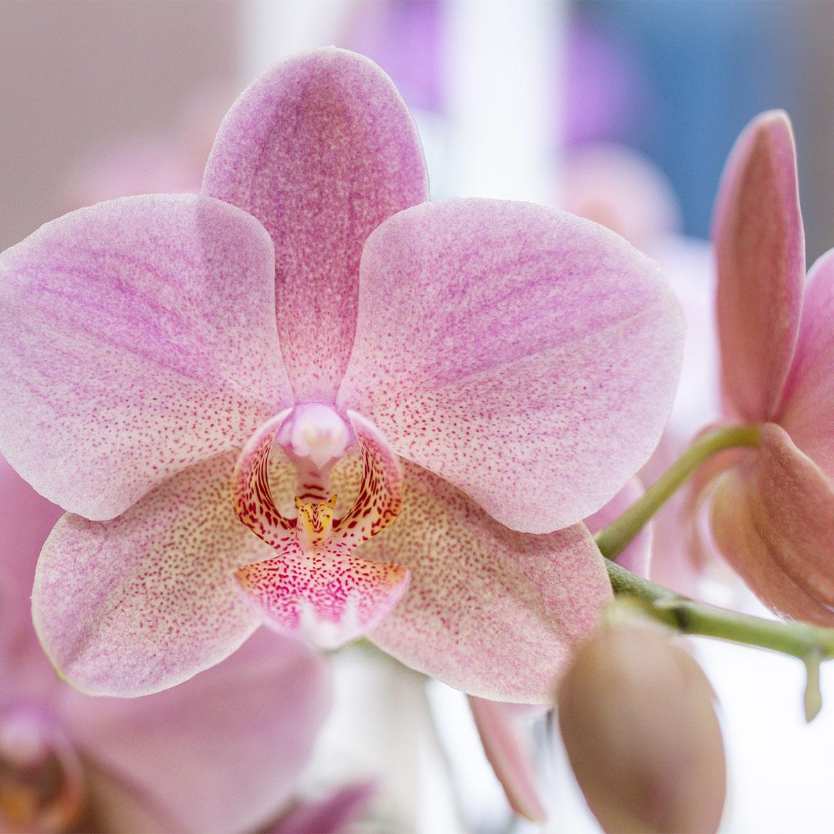 Surprise box mix - plant advantage box - surprise box with 4 different orchids ø12cm