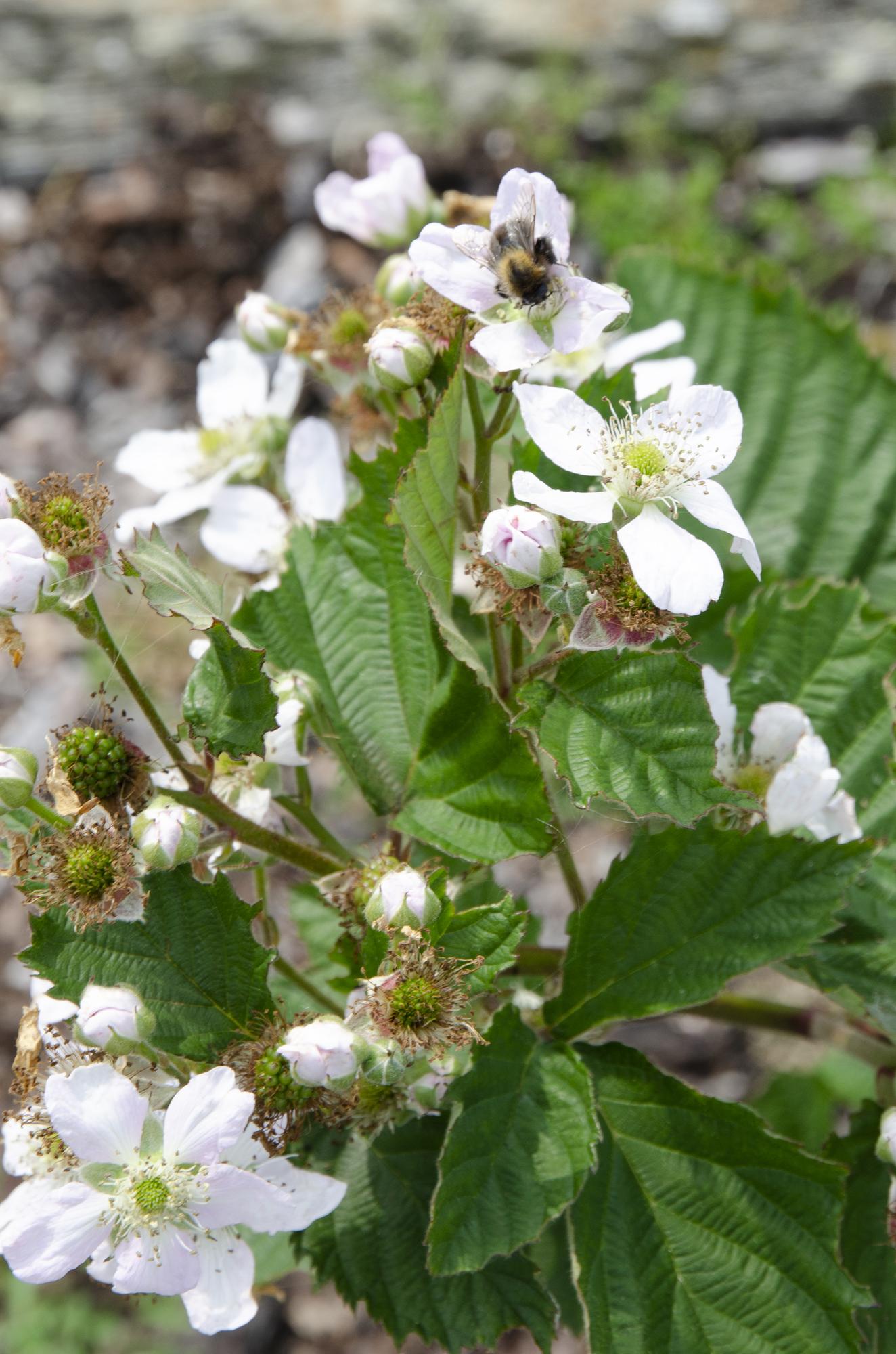 Rubus fruticosus 'Black Satin' - Thornless Blackberry - Ø13cm - ↕45cm