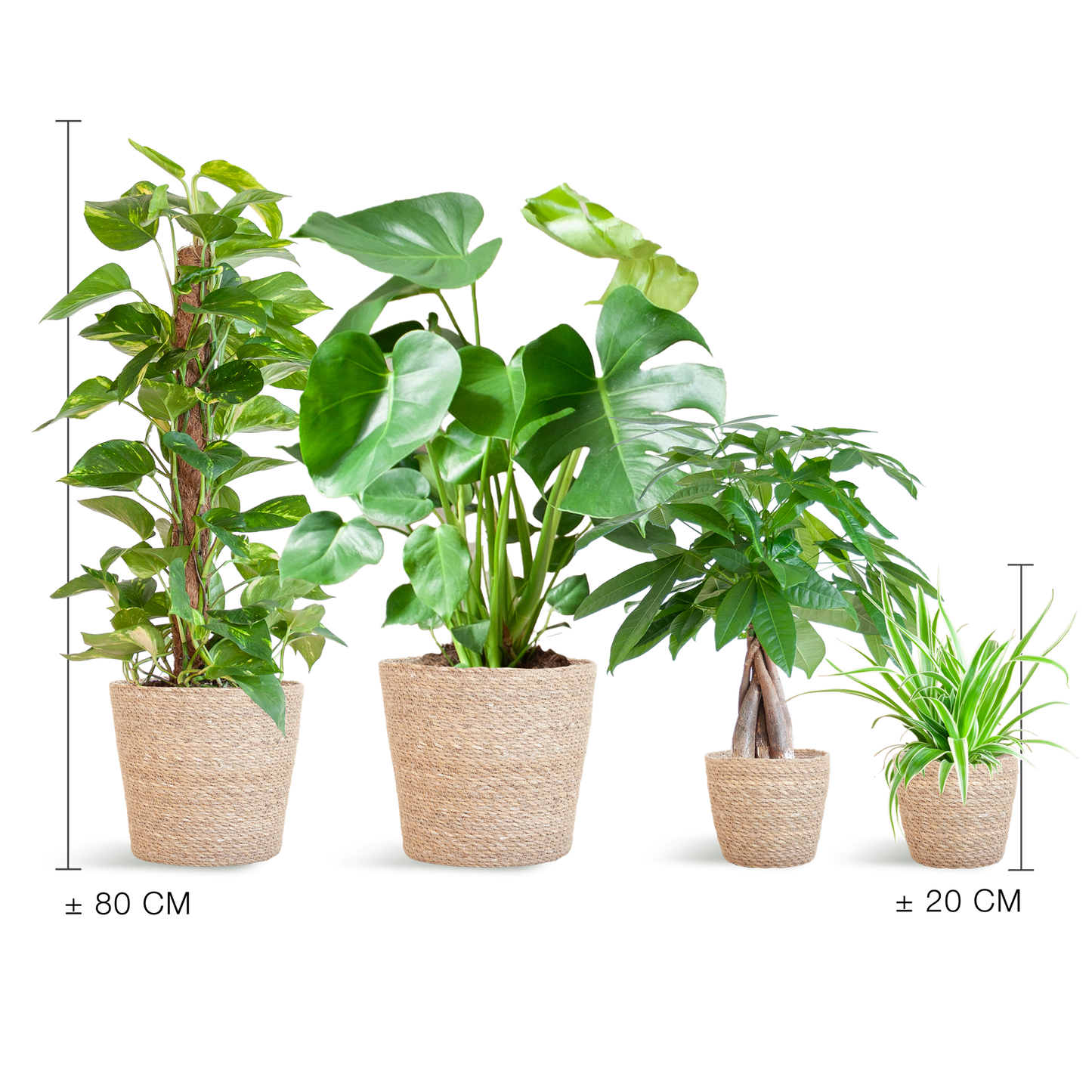 Easy care Plant box - medium - with basket Sofia