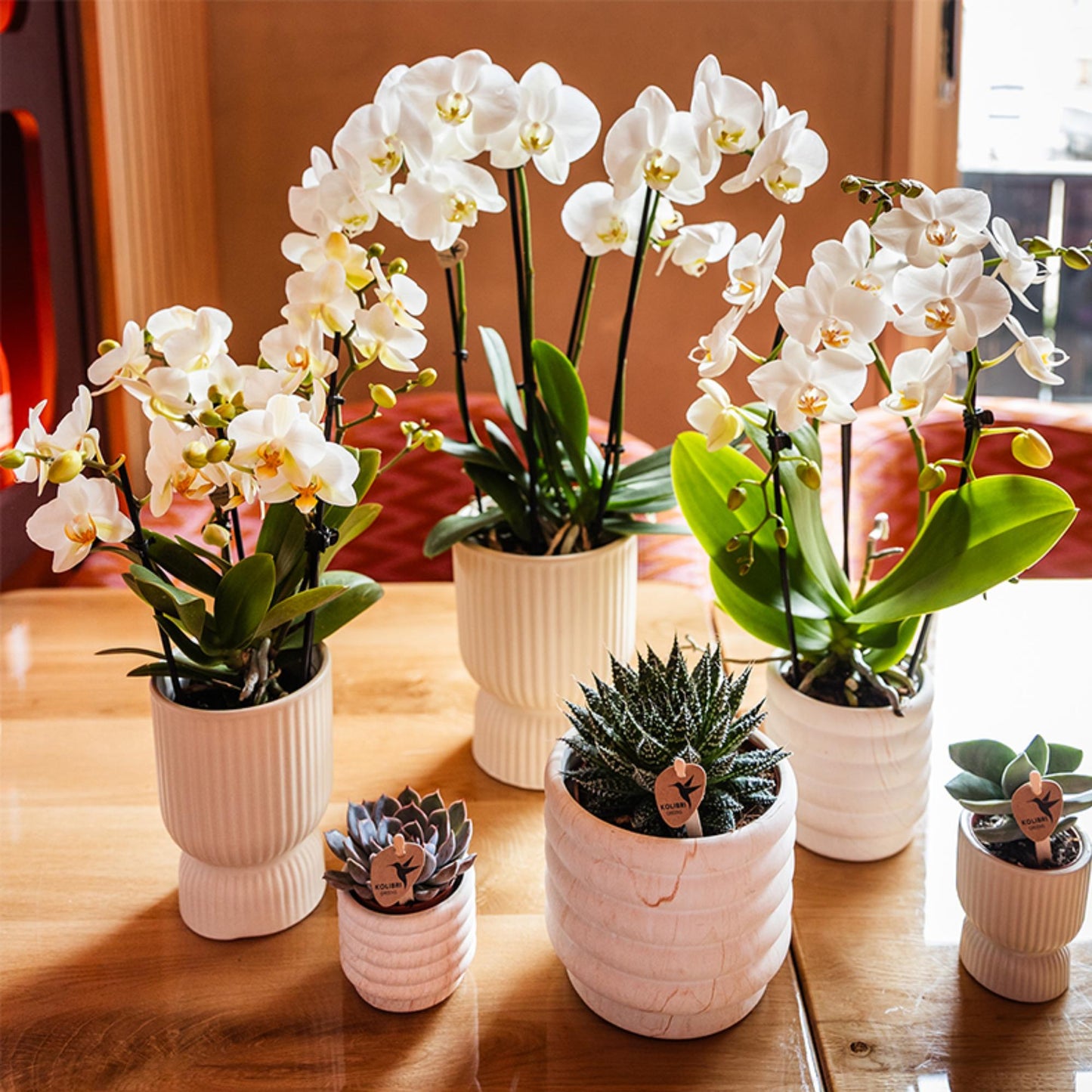 Kolibri Orchids | white phalaenopsis orchid, pot size Ø9cm | Lausanne | flowering houseplant - fresh from the grower
