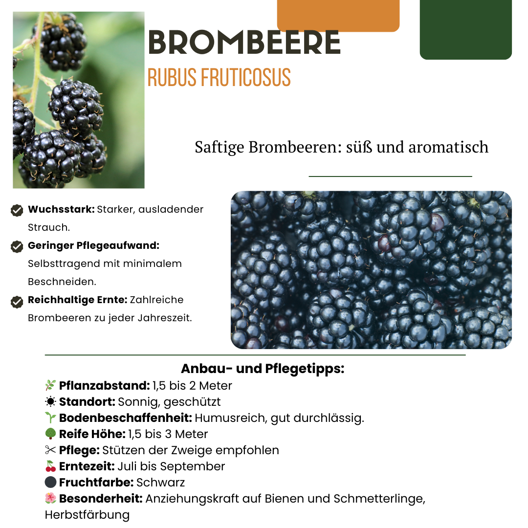 3 x Organic blackberry plants - Ø 13 cm - ↨ 20 cm