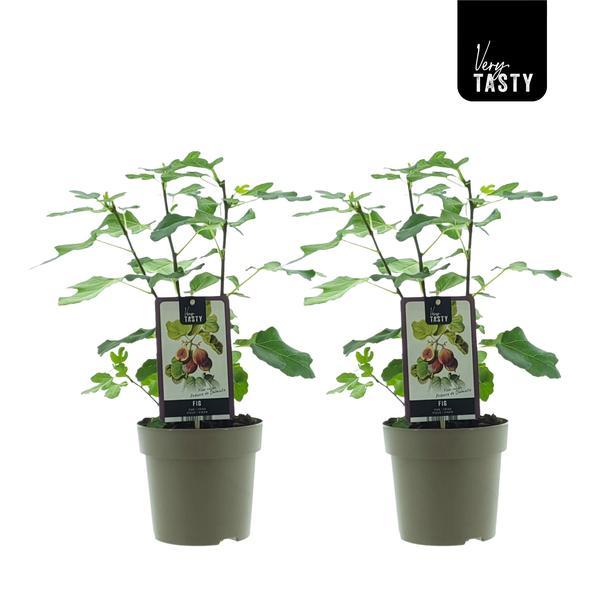 Ficus Precose De Dalmatie (15020) - 2 pieces - Ø15cm - ↕40cm