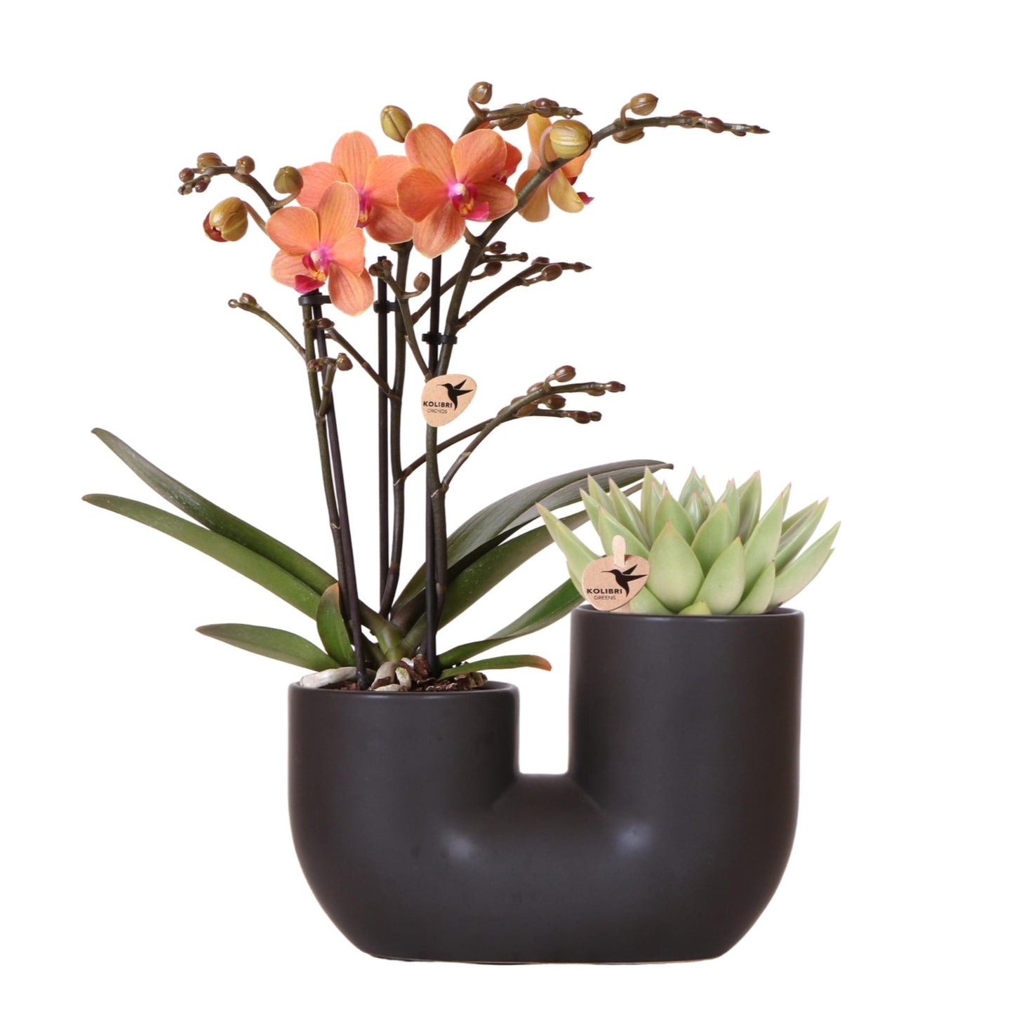 Kolibri Orchids | Set of orange orchid Bolzano and succulent in Tube decorative pot black - pot size Ø9cm | flowering houseplant - fresh from the grower