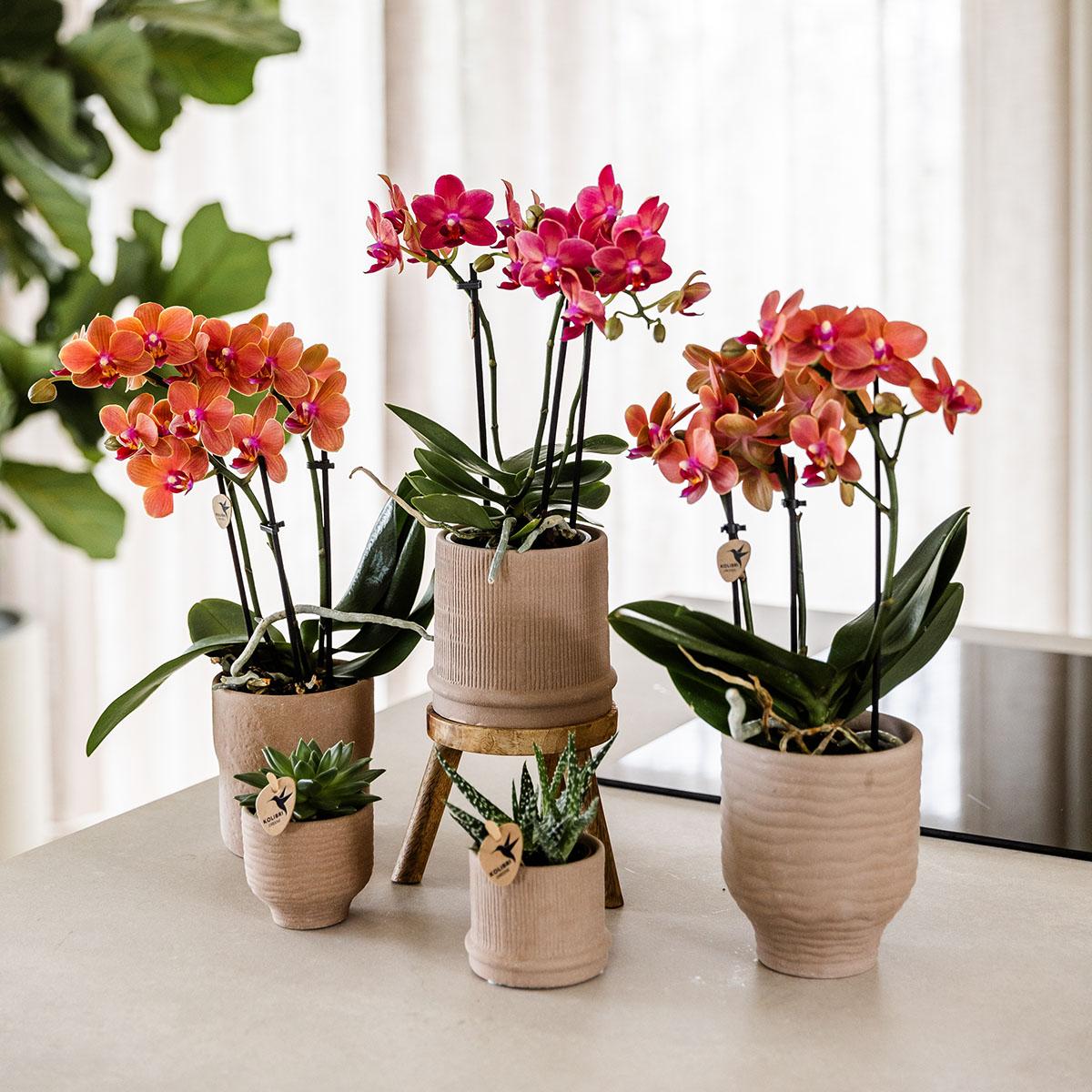 Kolibri Orchids | COMBI DEAL of 4 orange Phalaenopsis orchids - Bolzano - pot size Ø9cm | flowering houseplant - fresh from the grower