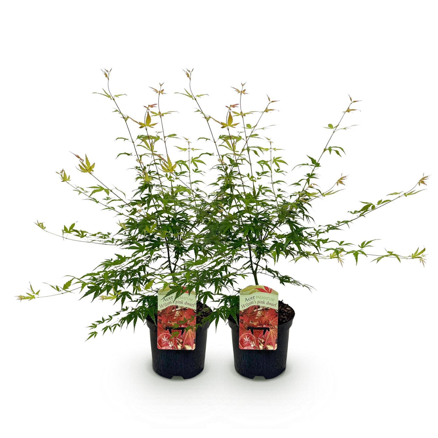 Green boutiQ - Terrace plant - Japanese Maple - Acer palmatum Pink Dwarf - Pink - 2 Plants - Deciduous - Pot 19cm Height 70cm