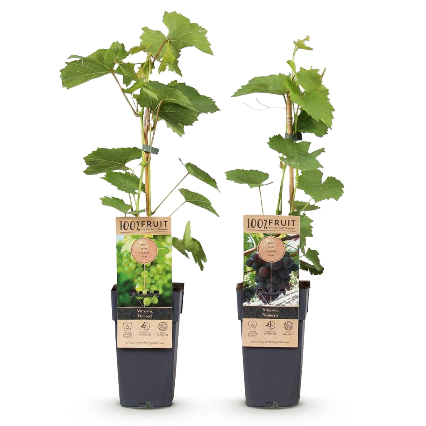 Green boutiQ - Fruit plant - Purple & White Grape - Vitis vinifera Vanessa & Himrod - Seedless - 2 plants - Pot 15cm Height 50cm