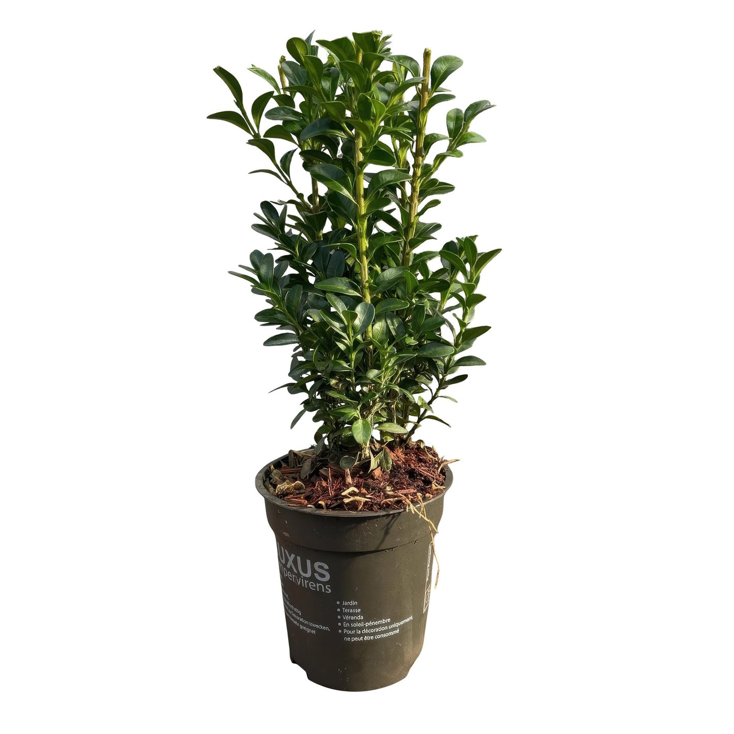 Green boutiQ - Hedge plants - Buxus sempervirens - green leaf - 8 plants - 1 linear meter - evergreen - pot 9cm height 20-25cm
