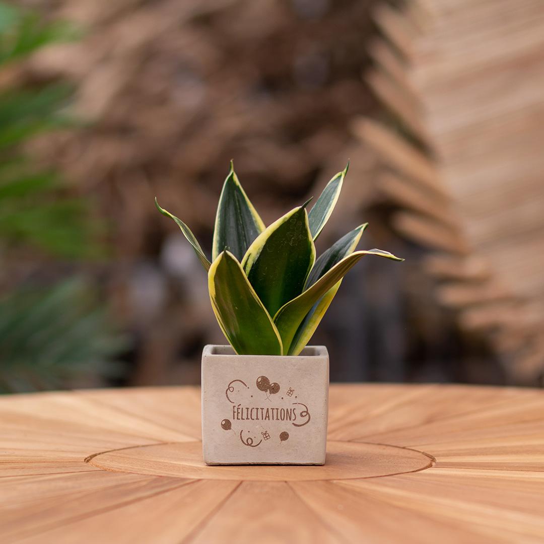 Congreet Blumentöpfe + Sansevieria | Glückwunsch