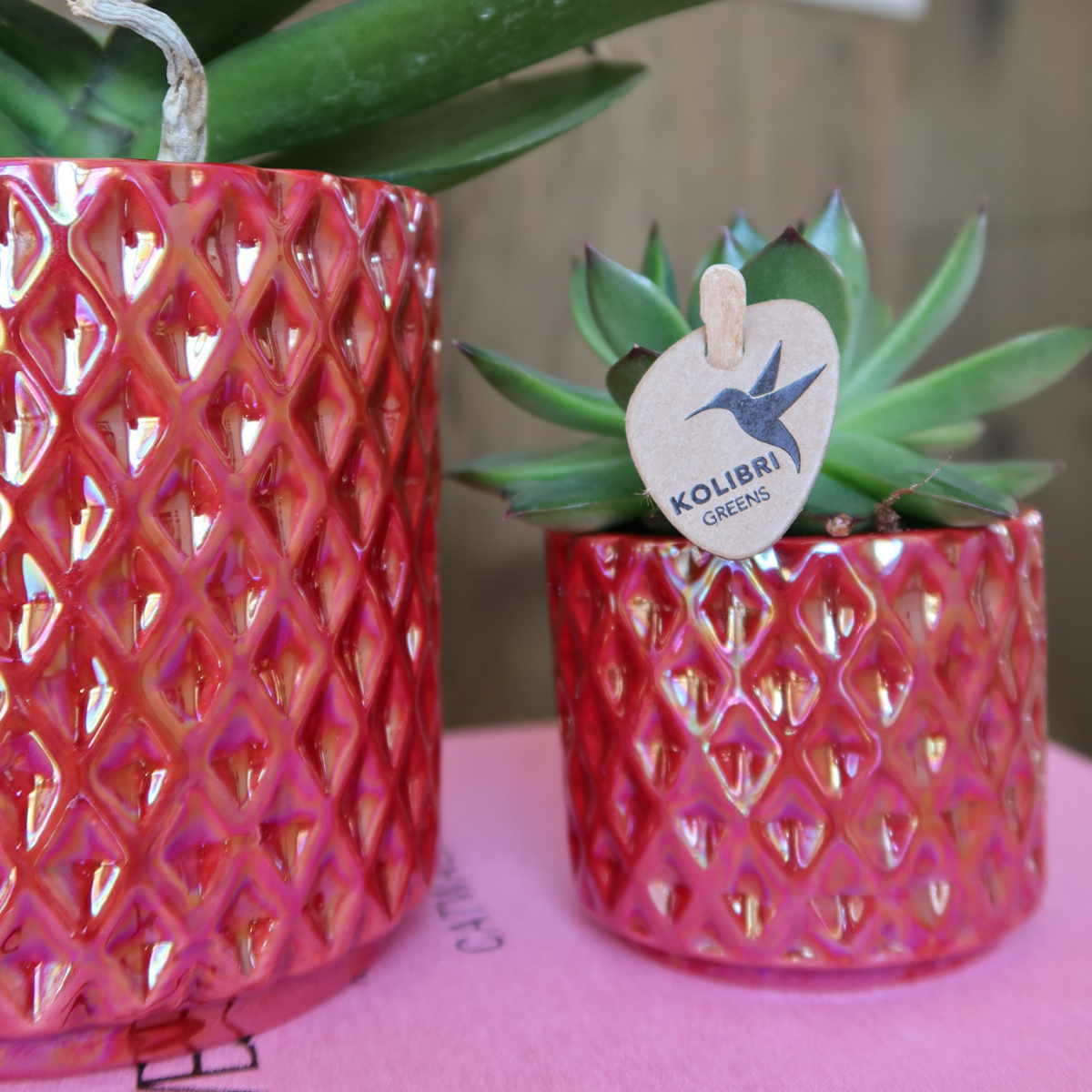 Hummingbird Orchids | red phalaenopsis orchid Congo + Diamond Pearl Pot red - pot size Ø9cm | flowering houseplant - fresh from the grower