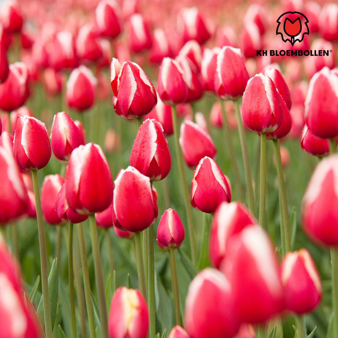 Candy Apple Delight - Tulpenbollen 20 stuks