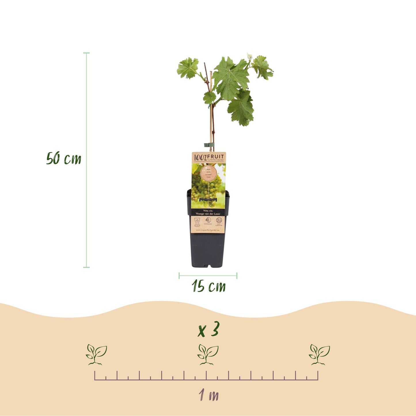 Green boutiQ - Fruit plant - White Grape - Vitis vinifera Vroege van der Laan - 2 plants - Pot 15cm Height 50cm
