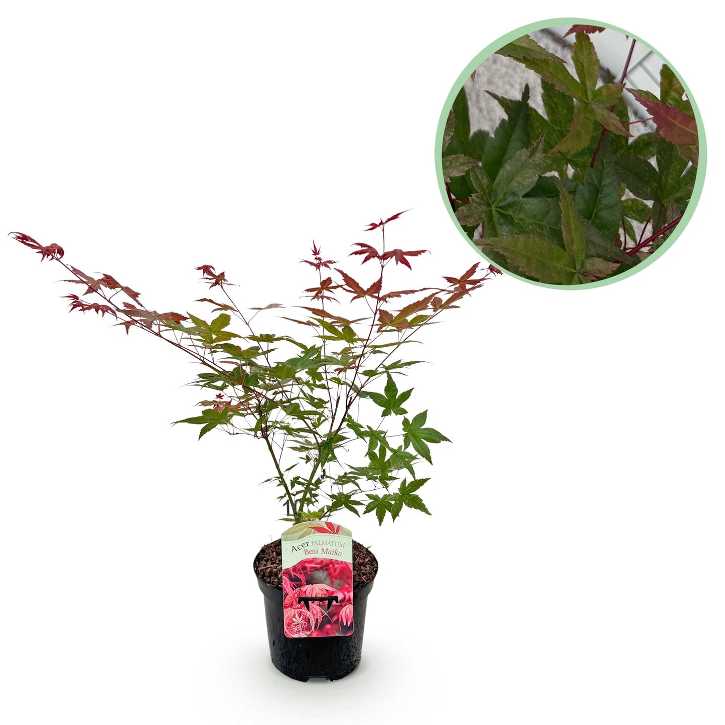 Green boutiQ - Terrace plant - Japanese Maple - Acer palmatum Beni Maiko - Red - 1 Plant - Deciduous - Pot 19cm Height 70cm