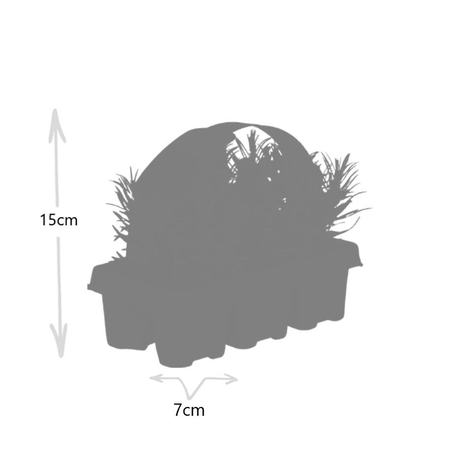 1x 6 pack Lavender angustifolia - 6 x Ø7 cm - ↕15 cm