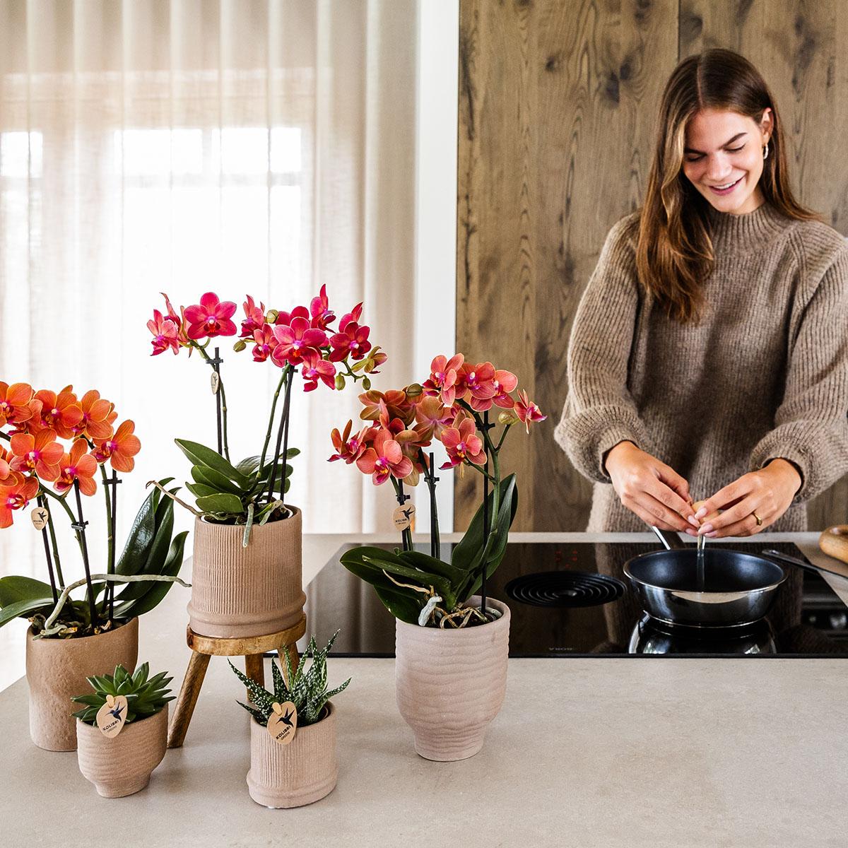 Kolibri Orchids | COMBI DEAL of 4 orange Phalaenopsis orchids - Bolzano - pot size Ø9cm | flowering houseplant - fresh from the grower