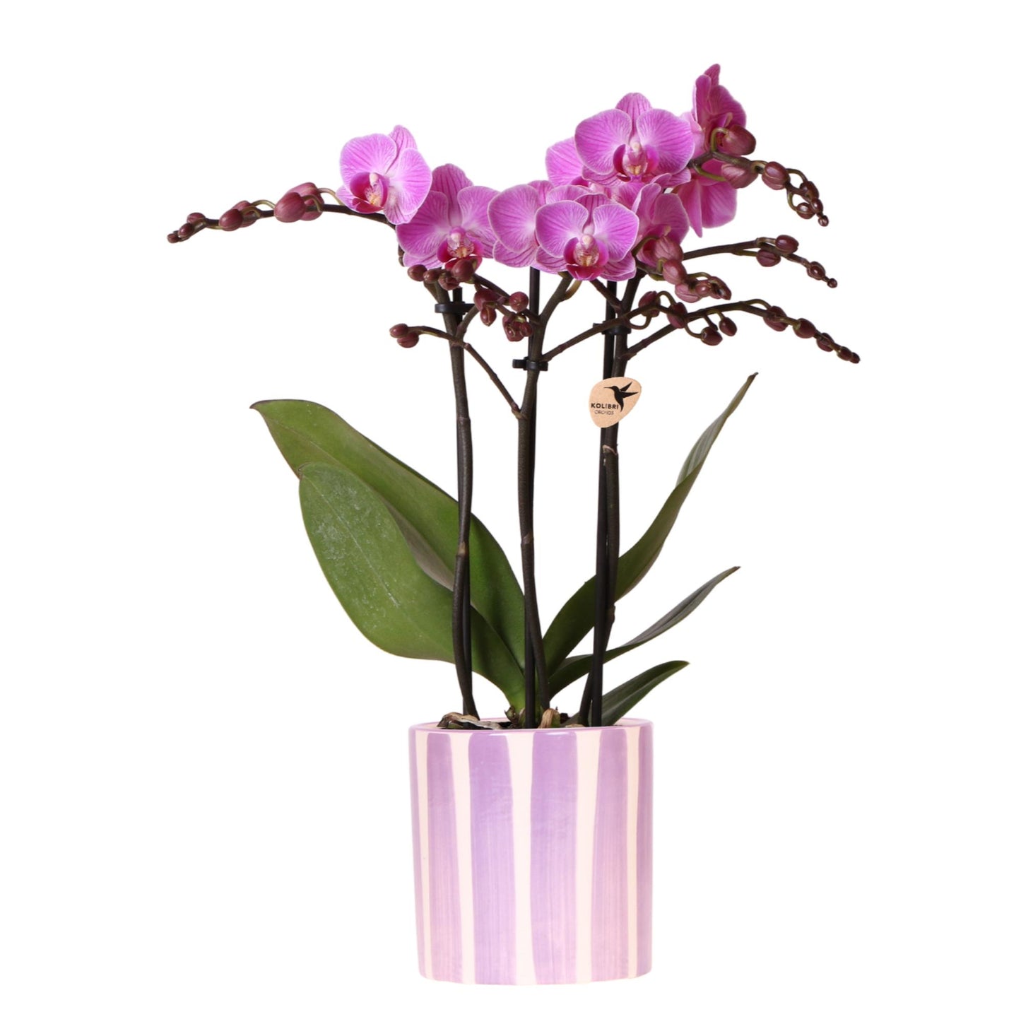 Hummingbird Orchids | purple phalaenopsis orchid Vienna + Painted Stripe pot lilac - pot size Ø9cm | flowering houseplant - fresh from the grower