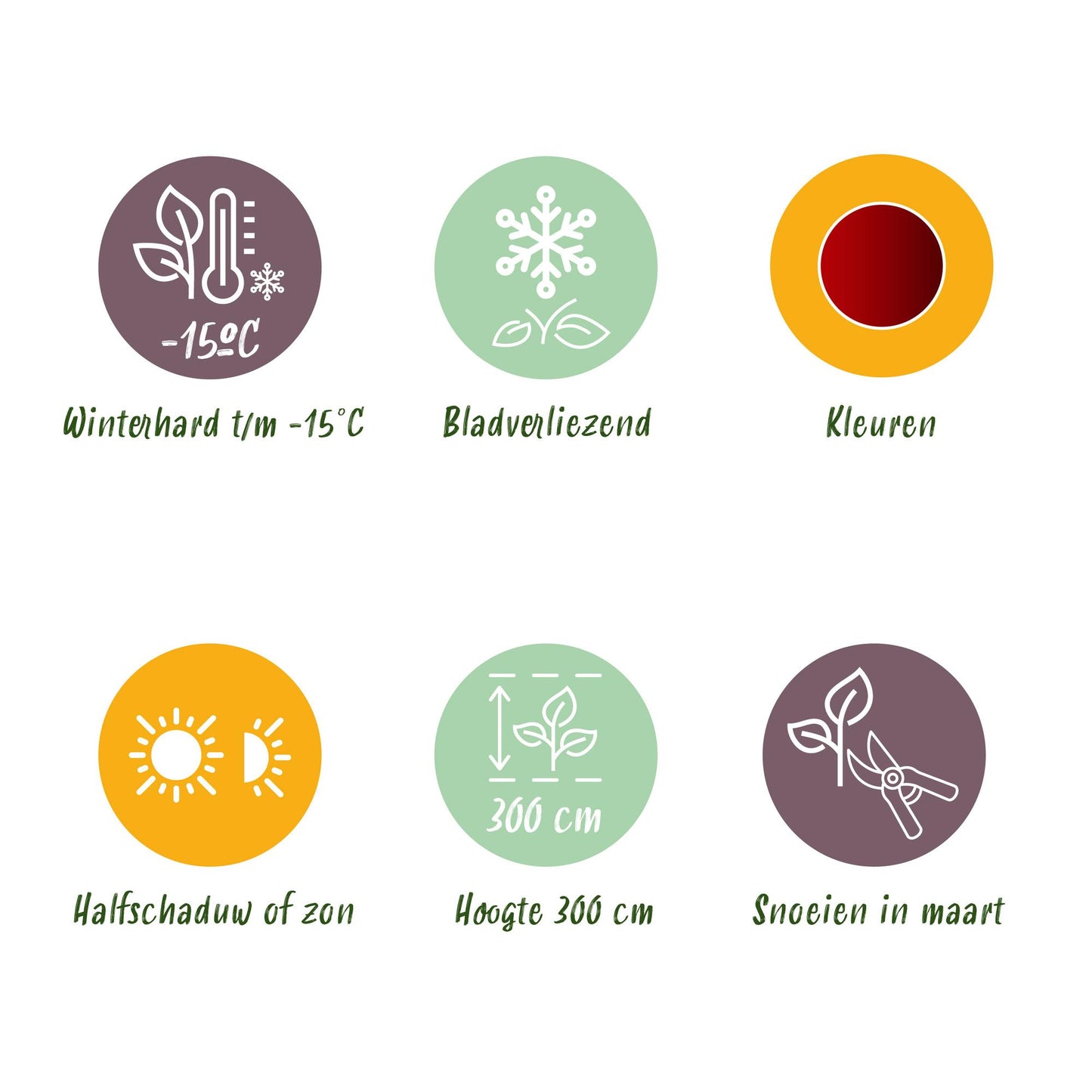 Green boutiQ - Terrace plant - Japanese Maple - Acer palmatum Jerre Swarts - Dark Red - 1 Plant - Deciduous - Pot 19cm Height 70cm