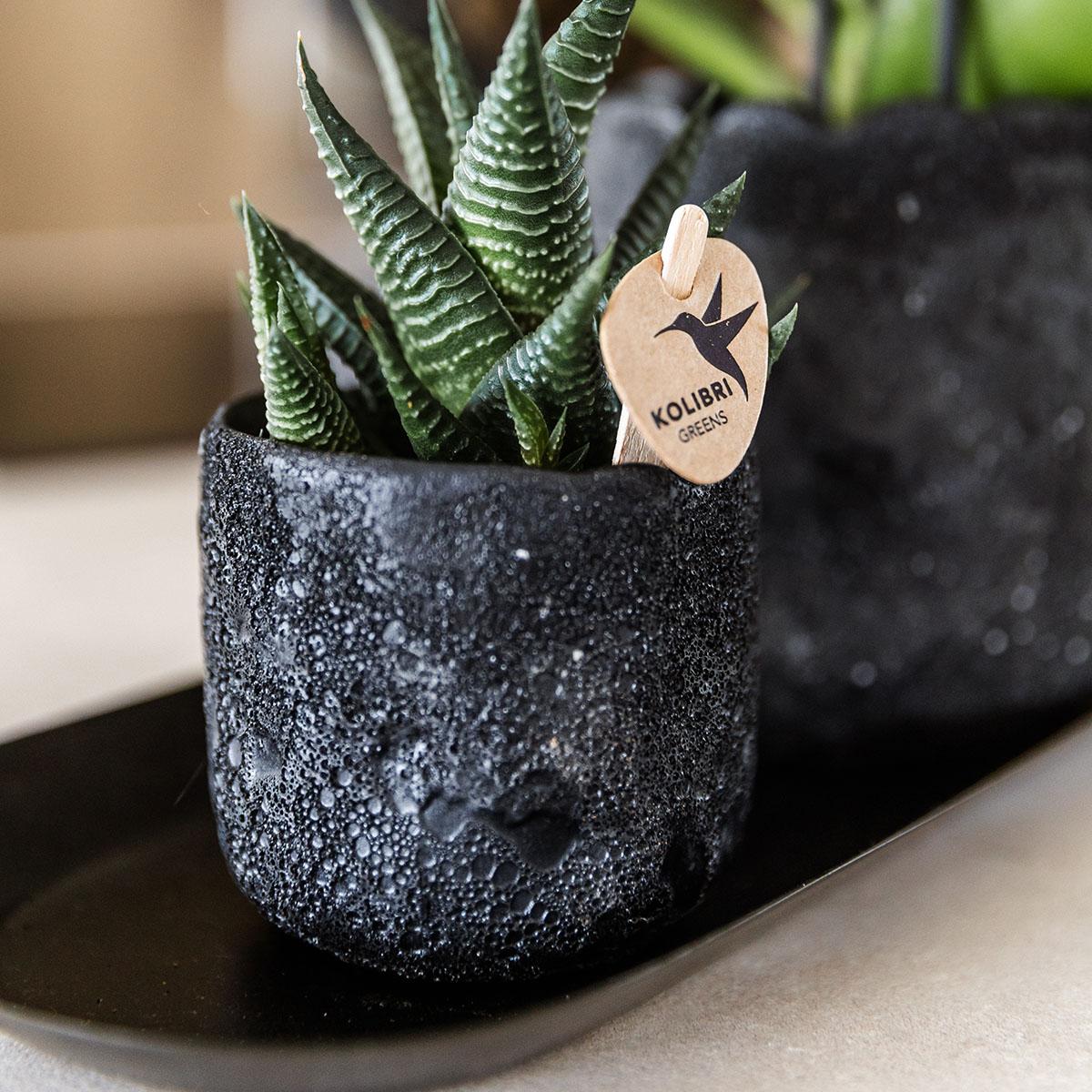 Hummingbird Home | Moon decorative pot - Black - Ø9cm