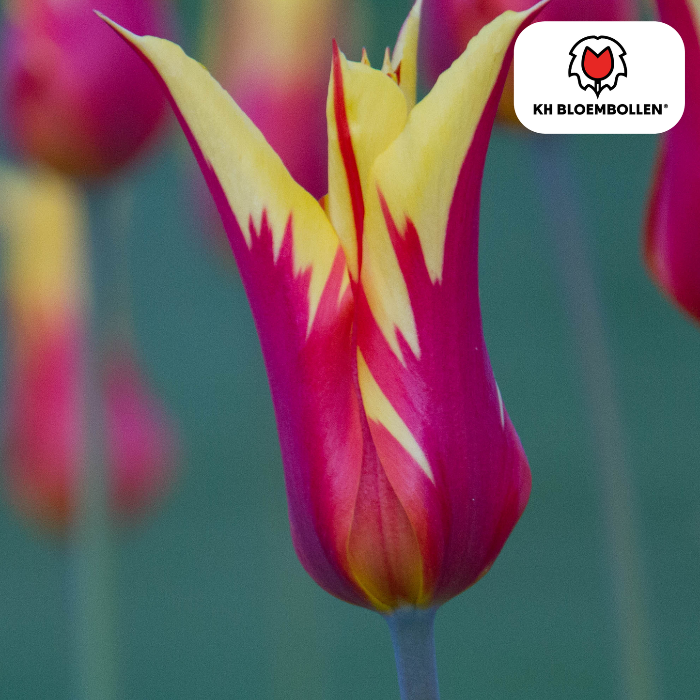 Tulpenbollen Fire Wings – 20 Stuks