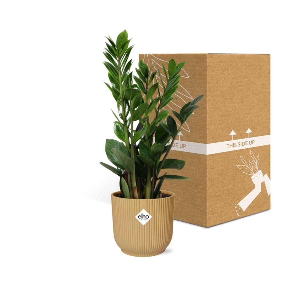 Zamioculcas – Height 45-50 in ELHO Vibes Fold 14cm yellow