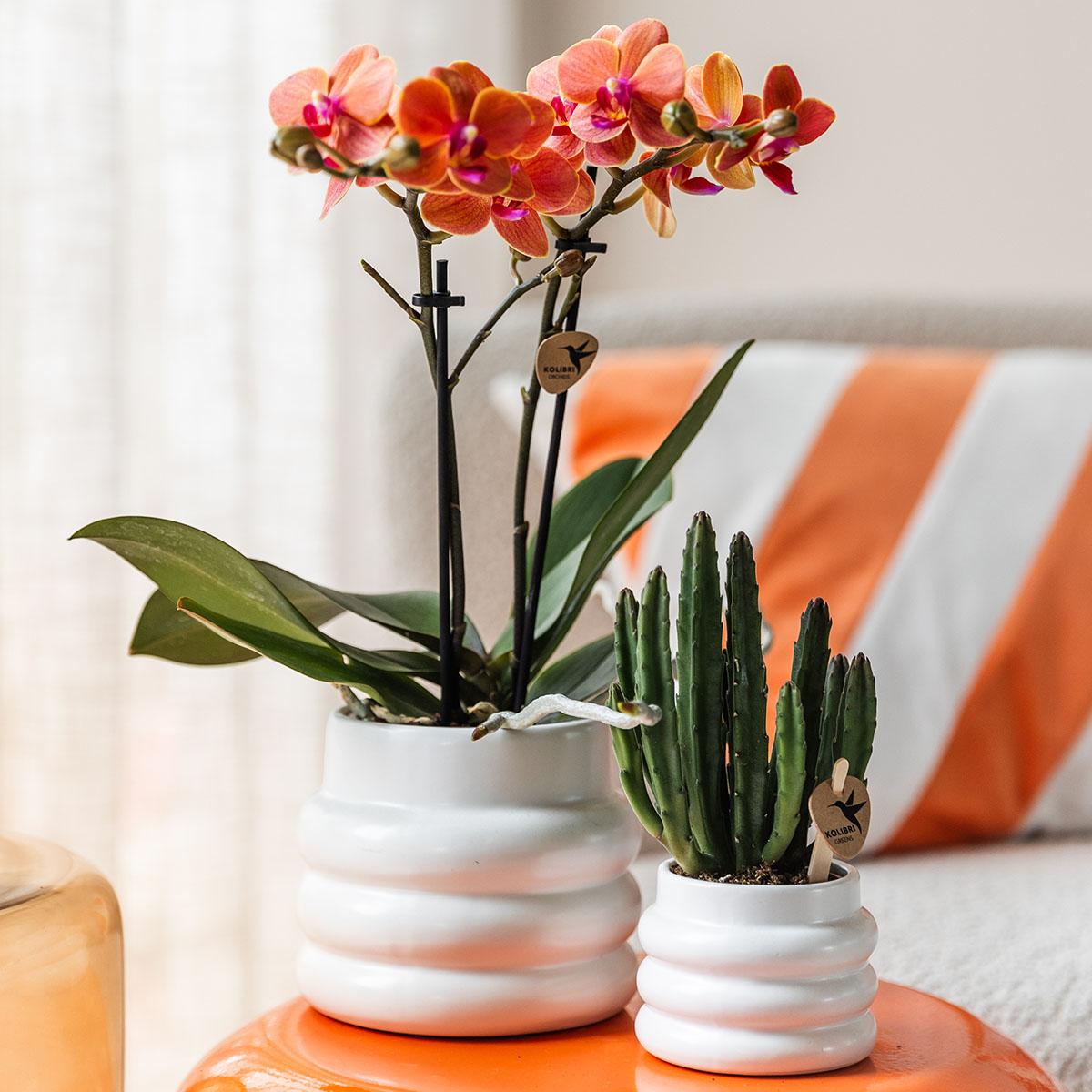 Kolibri Orchids | Orange Phalaenopsis orchid - Mineral Bolzano + Bubble pot white - pot size Ø9cm | flowering houseplant - fresh from the grower
