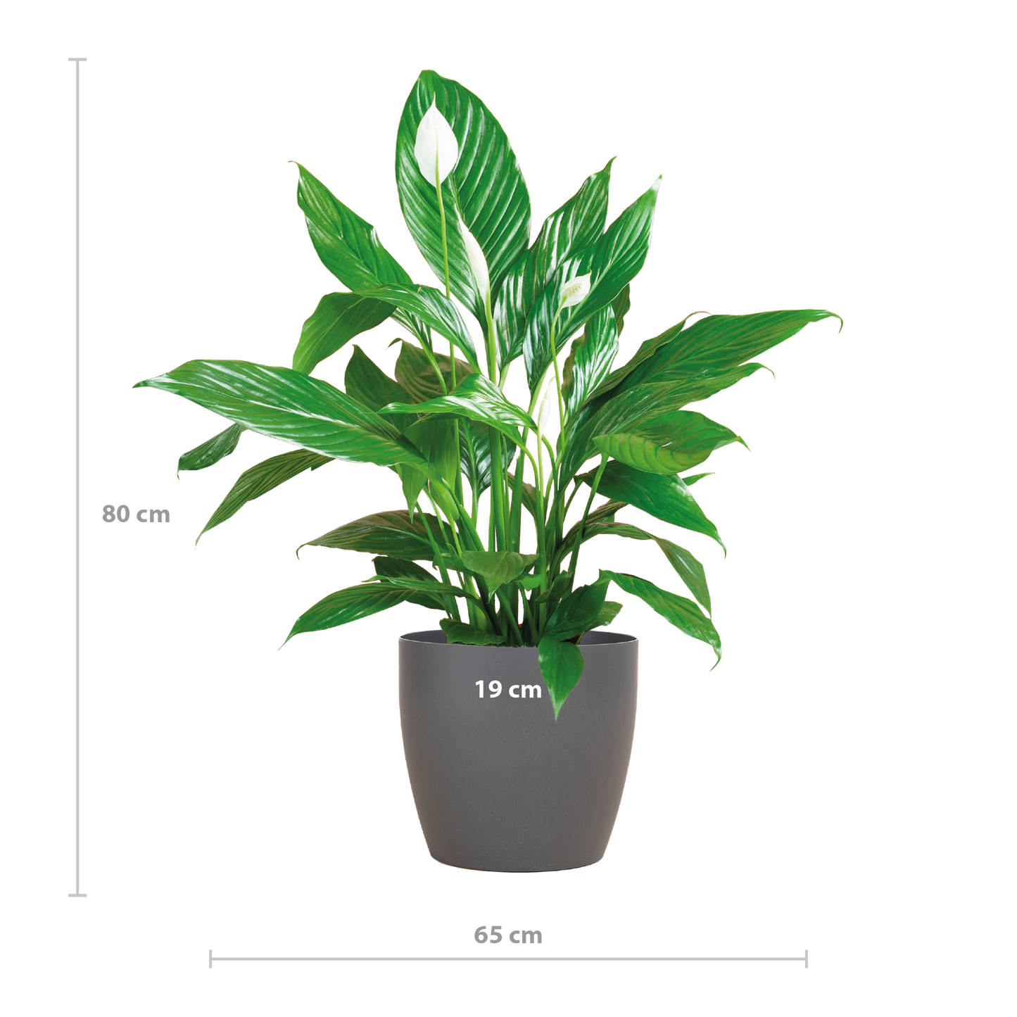 Spathiphyllum with Viber grey - 80cm - Ø21