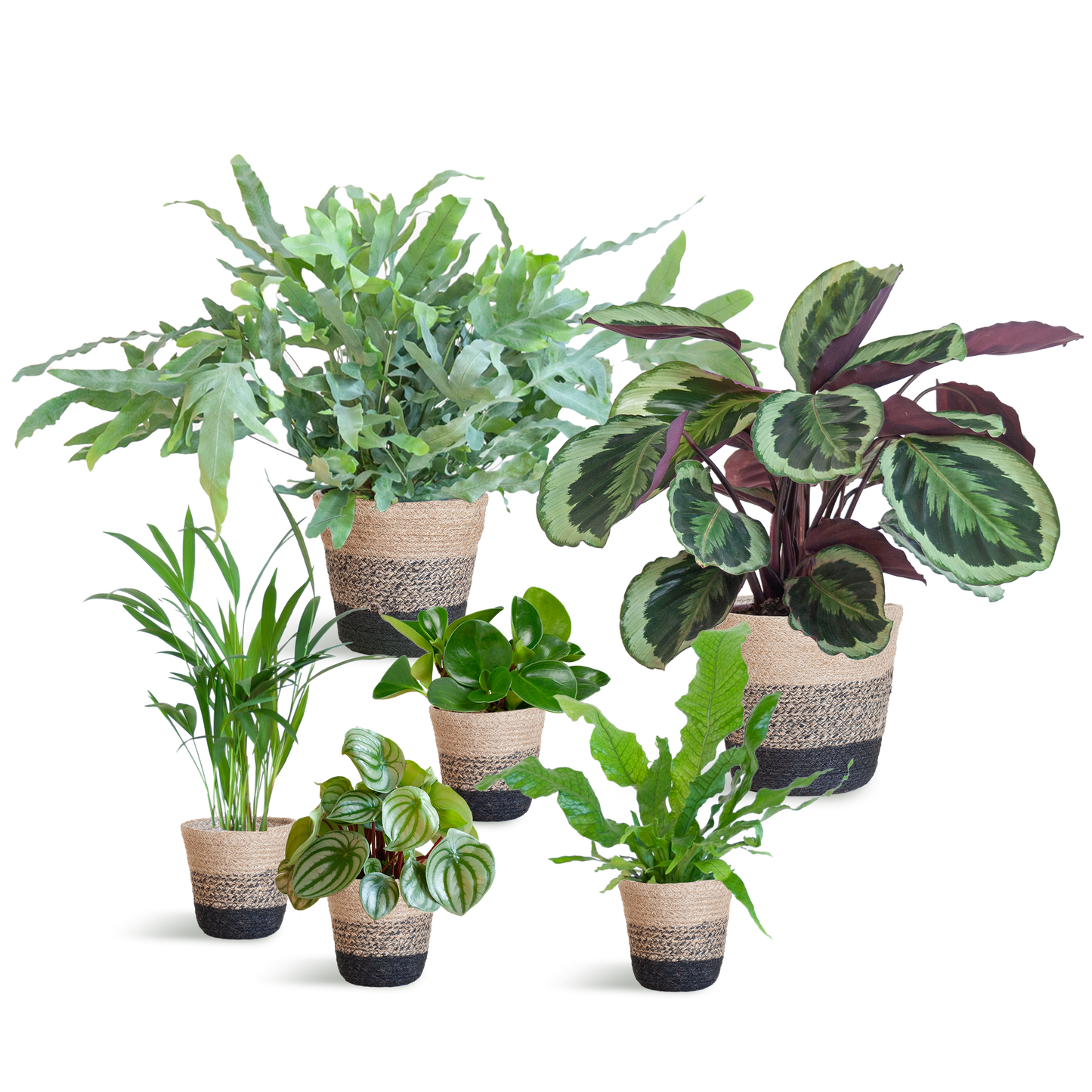 Animal Friendly Plant Set Large