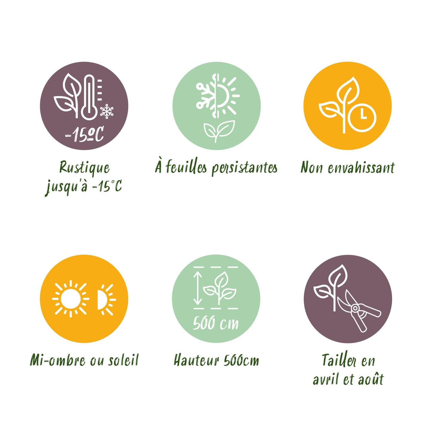 Green boutiQ - Hedge plants - Prunus laurocerasus Rotundifolia - leaf green - 8 plants - 1 linear meter - evergreen - pot 9cm height 30-35cm