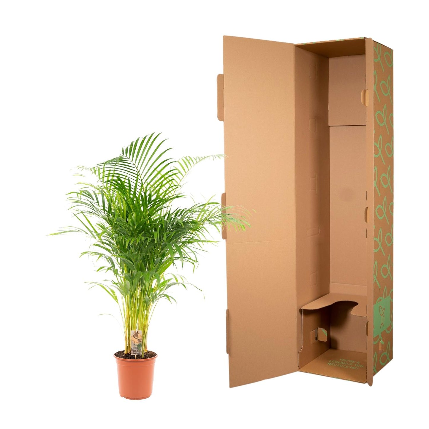 Areca palm - Ø24cm - ↕130cm