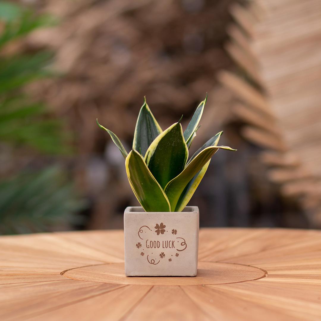 Congreet plant pots + Sansevieria | Good luck