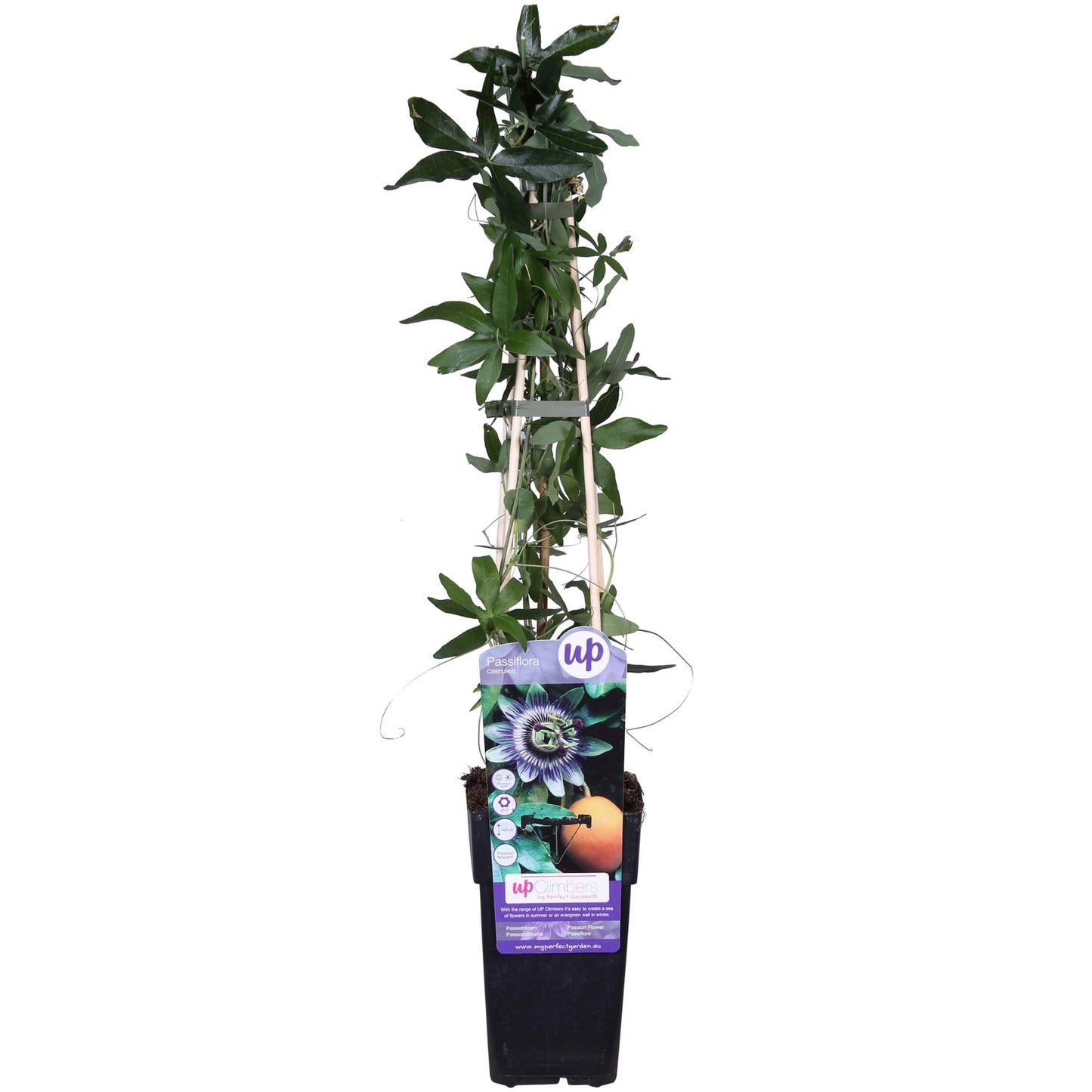 Passiflora Blue caerulea - Ø15cm - ↕65cm