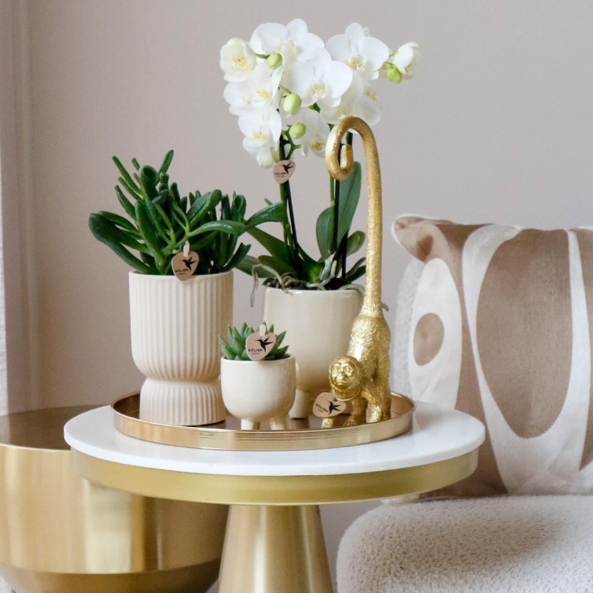 Hummingbird Orchids | COMBI DEAL of 4 white Phalaenopsis orchids - Amabilis - pot size Ø9cm | flowering houseplant - fresh from the grower