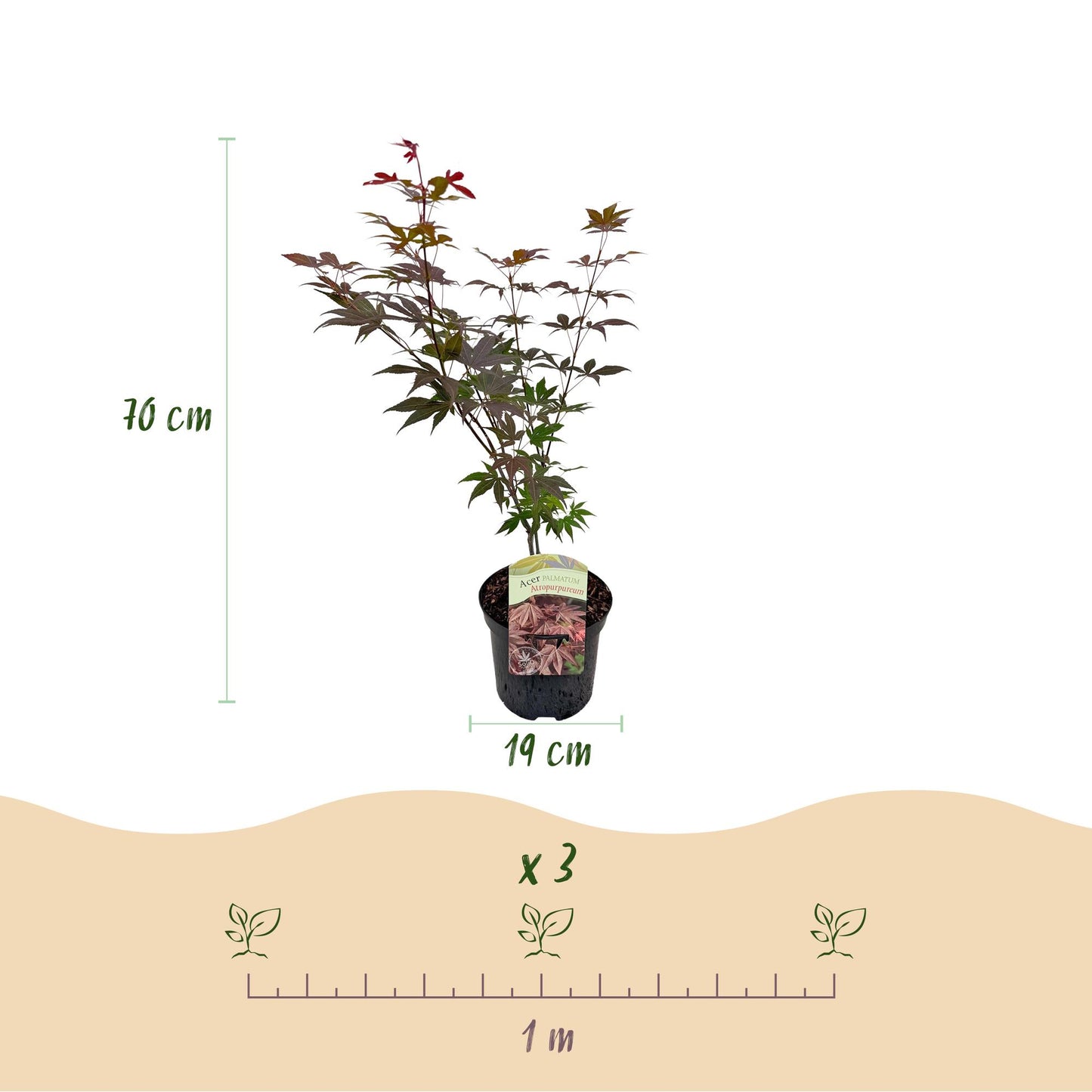 Green boutiQ - Terrace plant - Japanese Maple - Acer palmatum Atropurpureum - Purple - 1 Plant - Deciduous - Pot 19cm Height 70cm