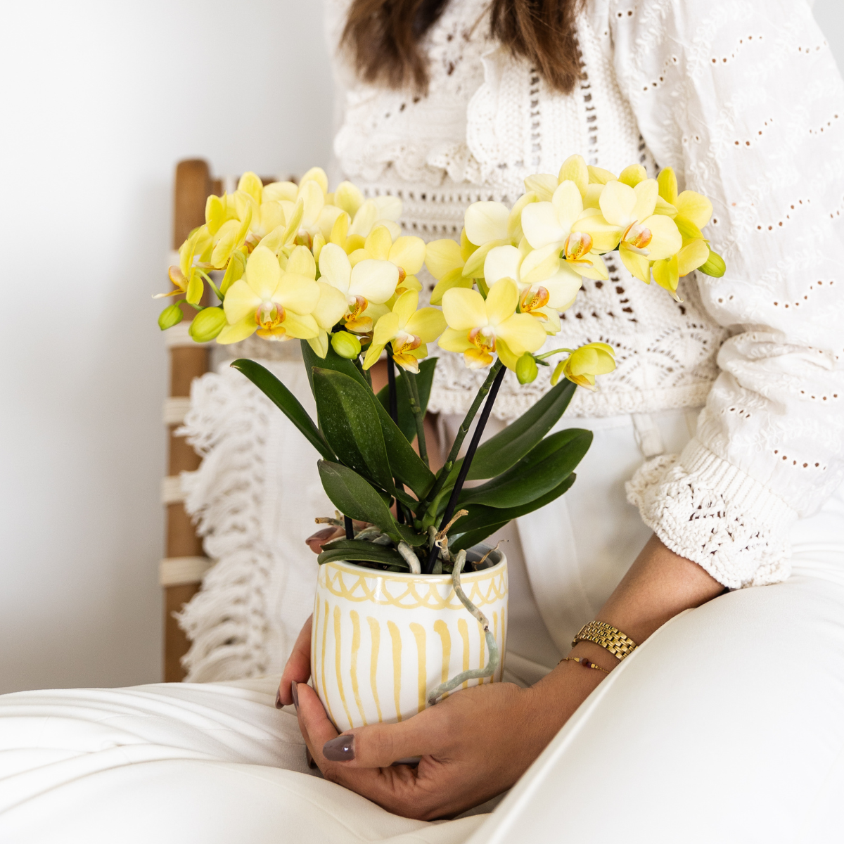 Hummingbird Orchids | yellow Phalaenopsis orchid - Albenga - pot size Ø9cm | flowering houseplant - fresh from the grower