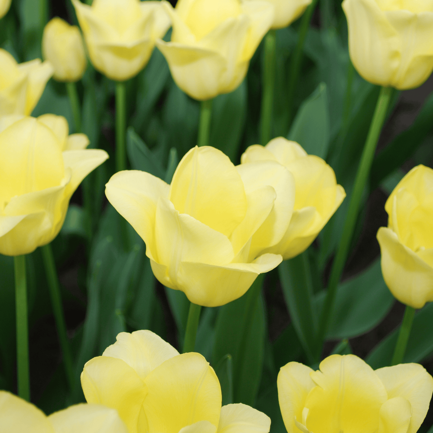 Tulpenbollen World Friendship – 20 Stuks