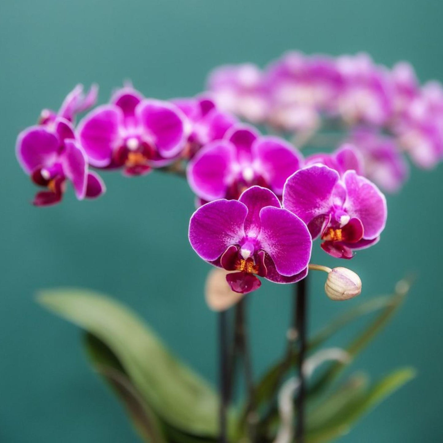 Kolibri Orchids | Purple phalaenopsis orchid pot size Ø9cm | Morelia | flowering houseplant - fresh from the grower